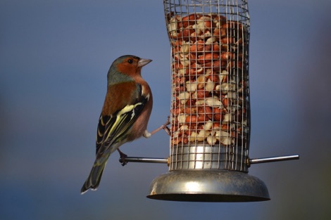 Chaffinch on feeder Dumfries and Galloway